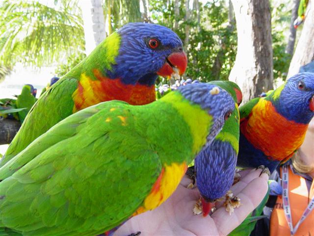 Feed the Birds - Long Island Nth Qld