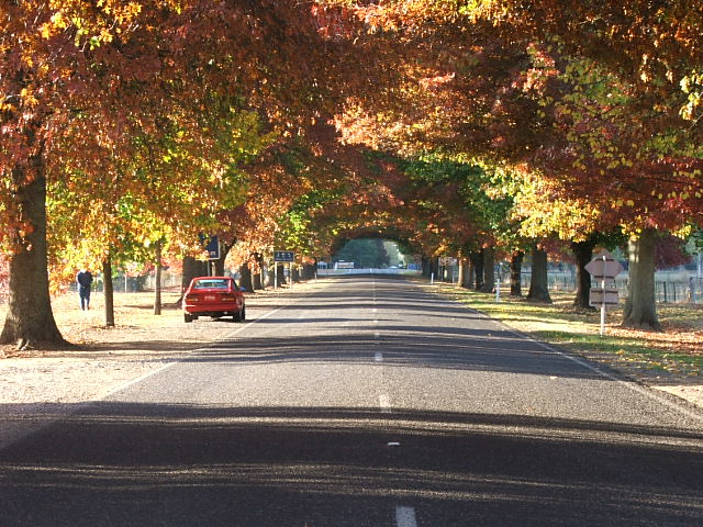 Autumn in Bright Victoria 2006.JPG