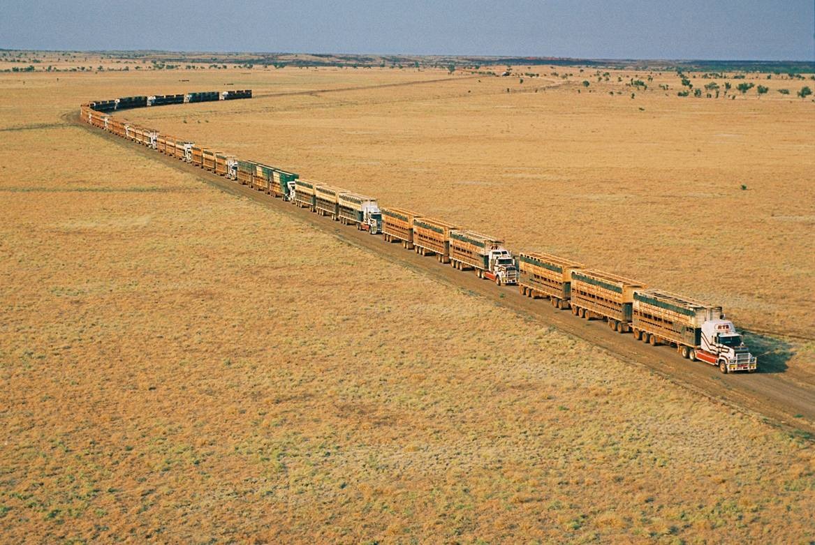 Cattle Road Train.jpg